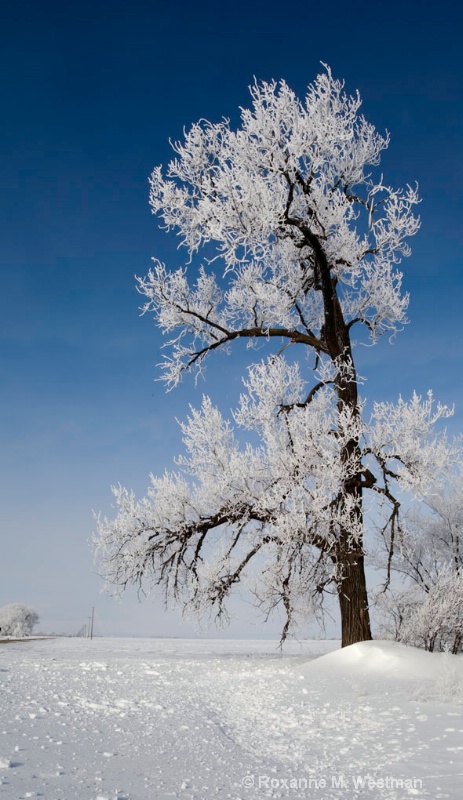 Frosty cottonwood - ID: 14142912 © Roxanne M. Westman