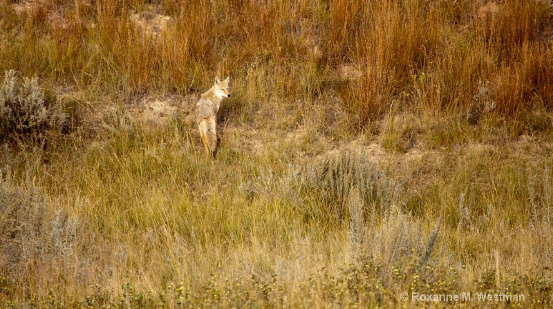 Coyote - ID: 14142914 © Roxanne M. Westman