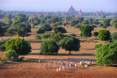 Scene of Bagan