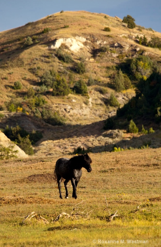 Galiant stallion - ID: 14142925 © Roxanne M. Westman