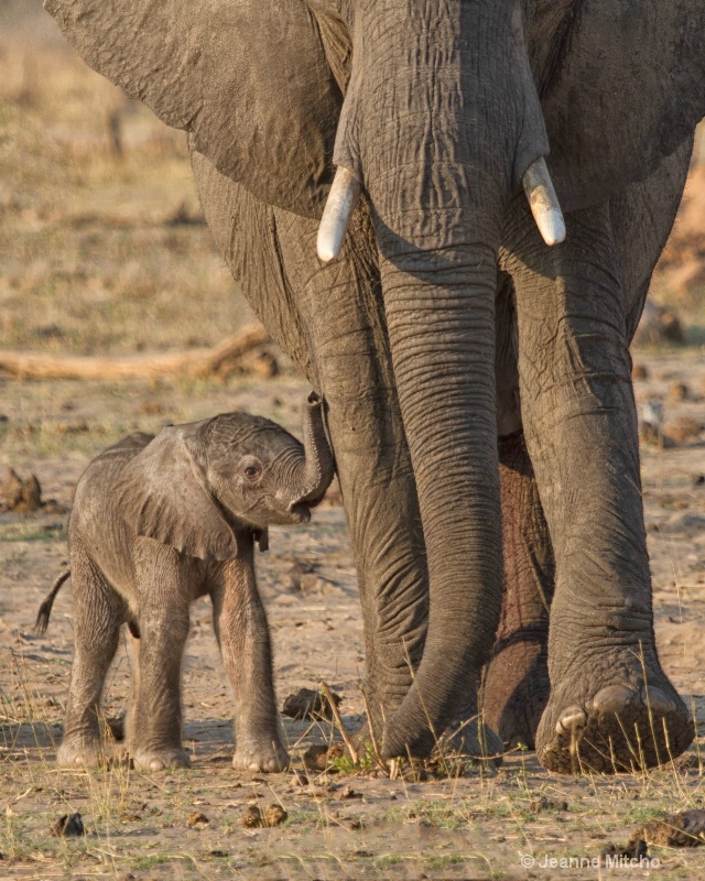 Hwange, Zimbabwe