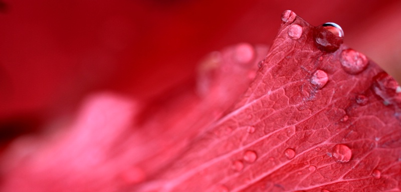 Raindrops On A Hibiscus