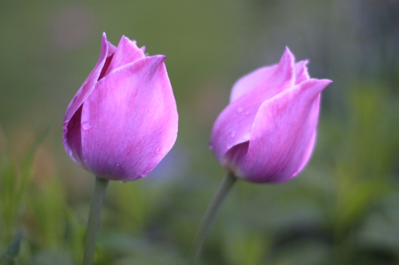 Twin Tulips