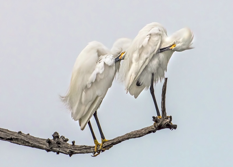 Preening Symmetry