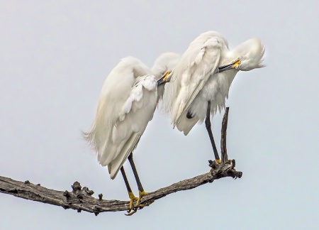 Preening Symmetry