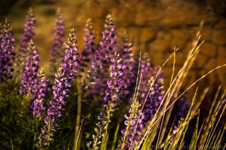 Afternoon Lupine