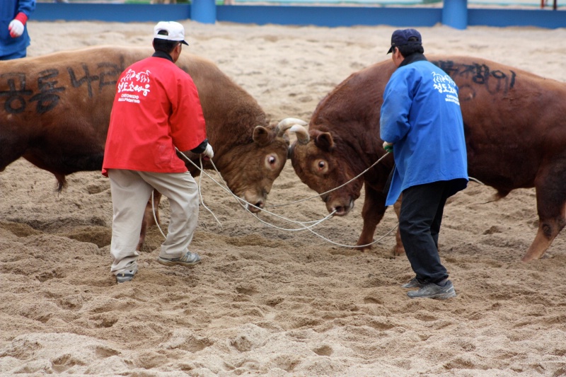 bullfight 6