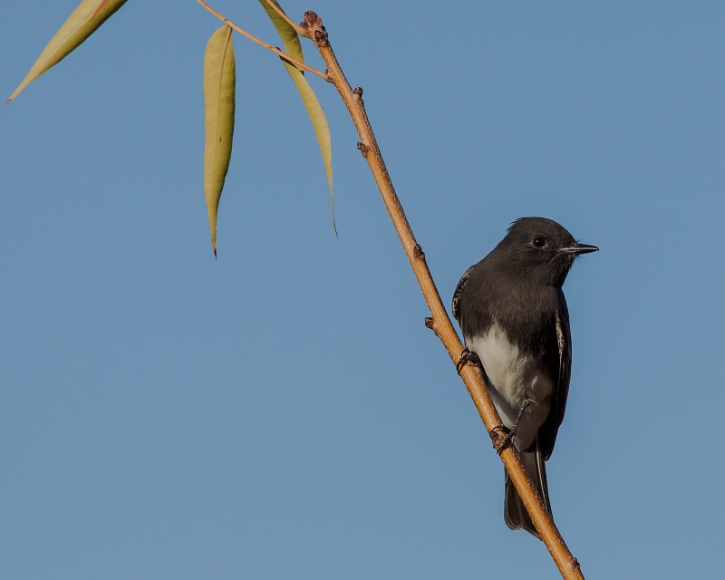 yet another Black Phoebe pose