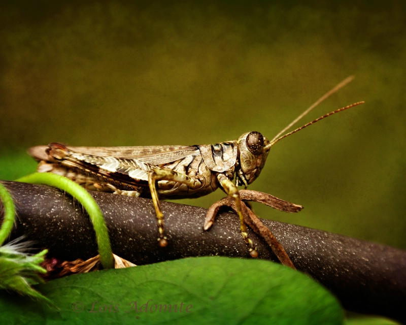 Grasshopper