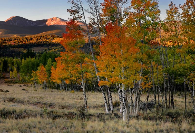 Buffalo Peaks Morning