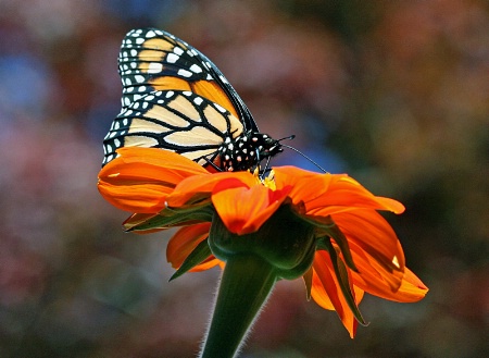 Fall Monarch