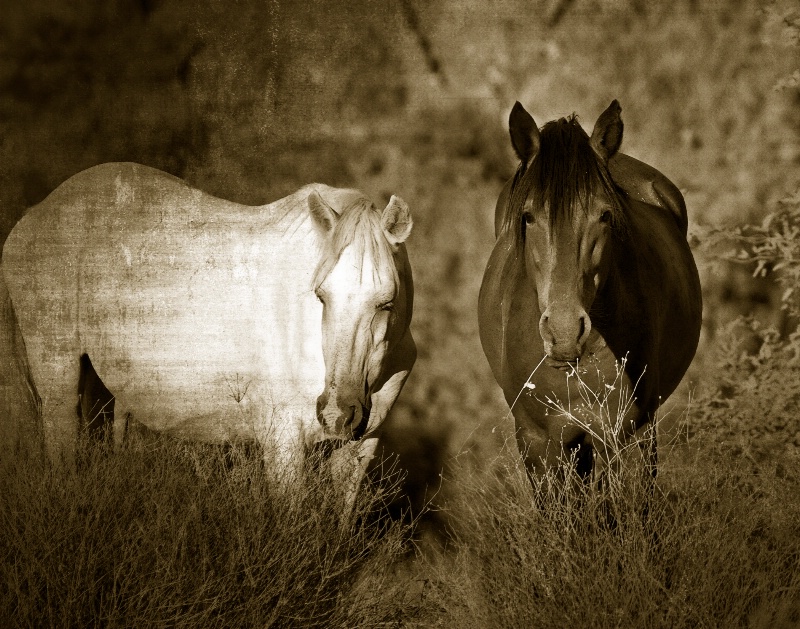 Wild Beauties