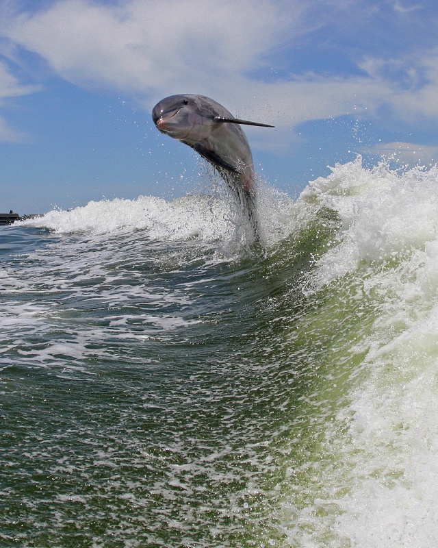 Photography Contest Grand Prize Winner - Out of The Blue