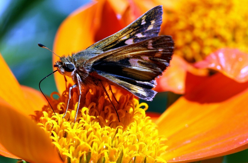 Mexican Sunflower Cocktail