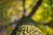 ~ Autumn's Gl...