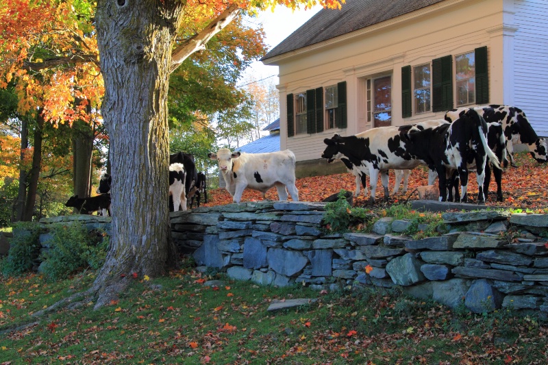 A Post Card from Vermont.