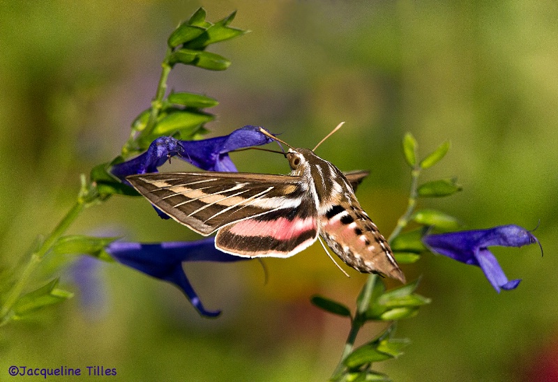 White-lined Sphinx Moth - ID: 14151802 © Jacqueline A. Tilles