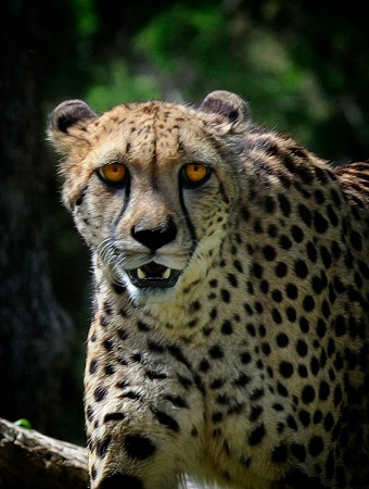 Original Cheetah Girl