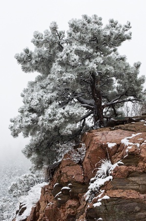 Snowy tree on red rock