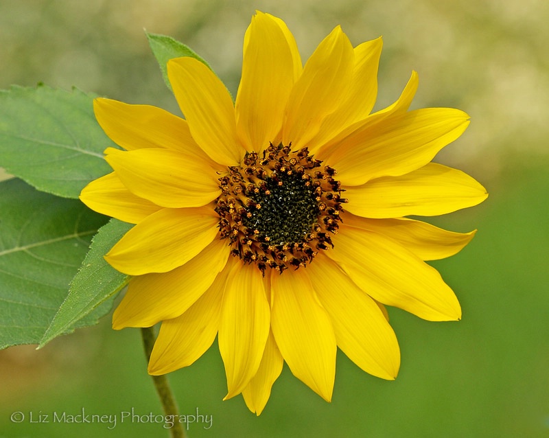 American Beauty Sunflower