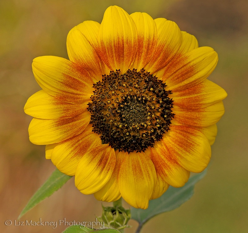 Orange Mahogany Bicolor F1 Sunflower