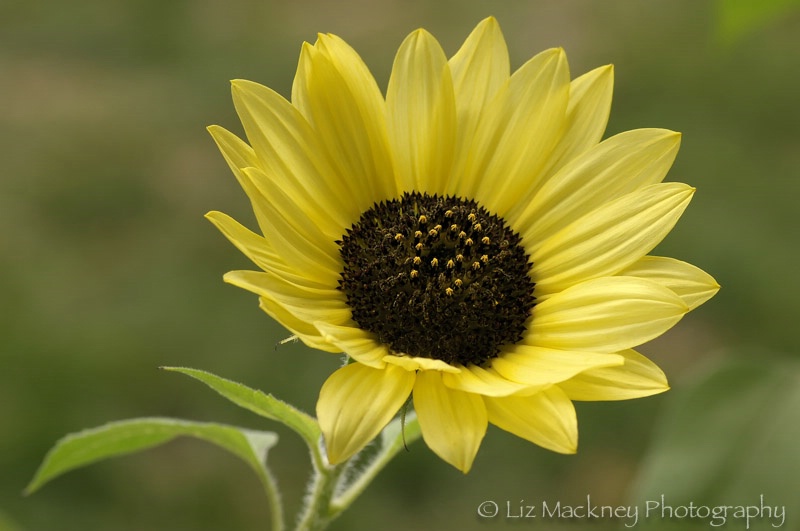 American Beauty Lemon Yellow Sunflower