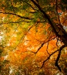 Under Fall Cover