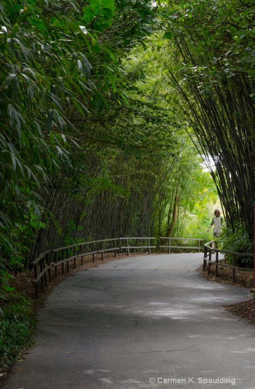 Good to Go - Bamboo Tunnel