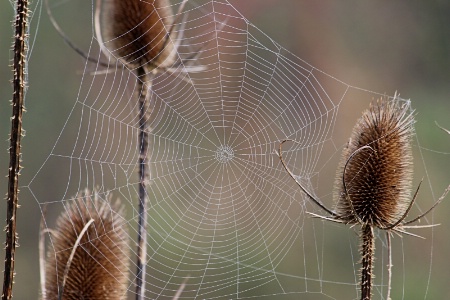 Teasel Web