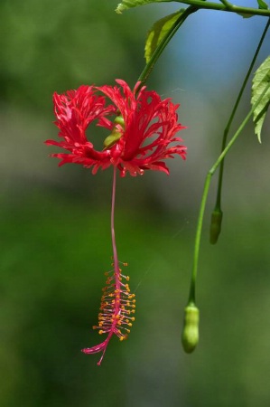 Japanese Lantern Hibiscus