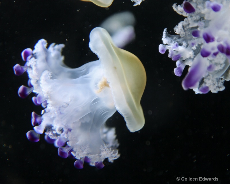 Mediterranean Jelly