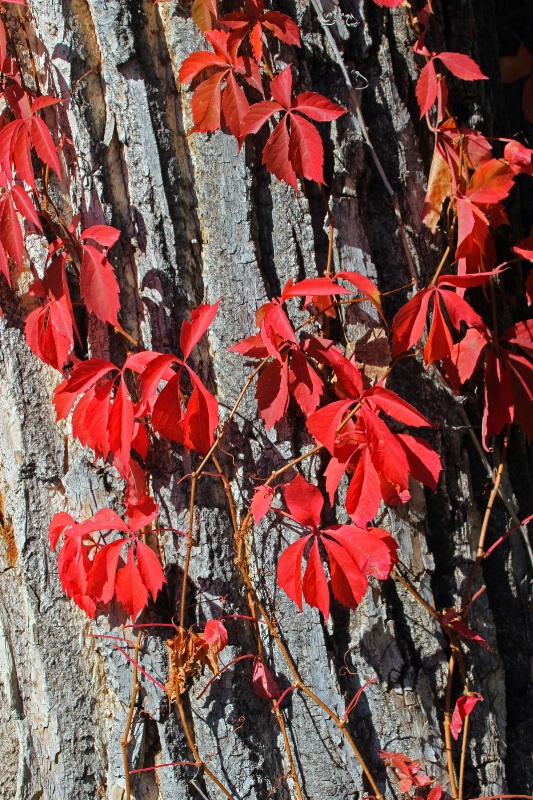 Red  Woodbine  Leaves
