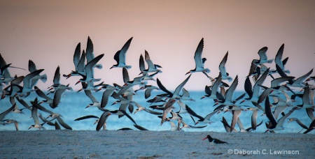 Dawn Flight