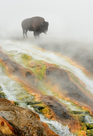 Bison in Geyser Mist