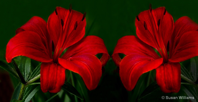 Scarlet Lilies