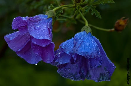 Native hibiscus