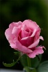 Backyard Pink Ros...
