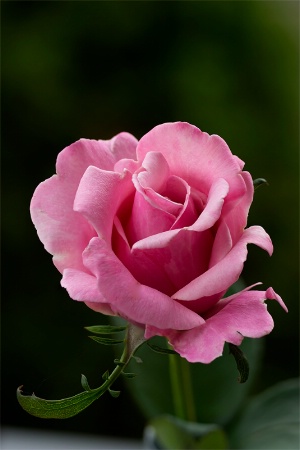 Backyard Pink Rose