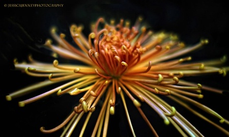 Golden Chrysanthemum