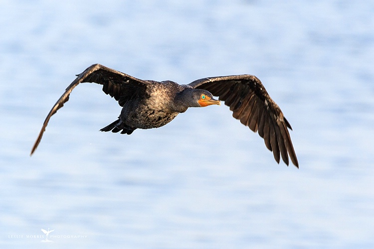 Double-crested Cormorant  - ID: 14157309 © Leslie J. Morris