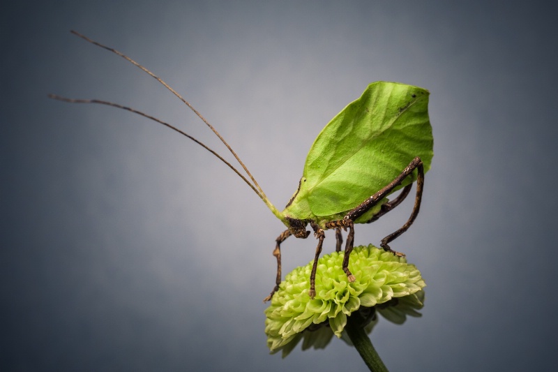 Leaf katydid