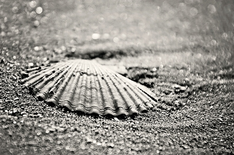 Sea Shell