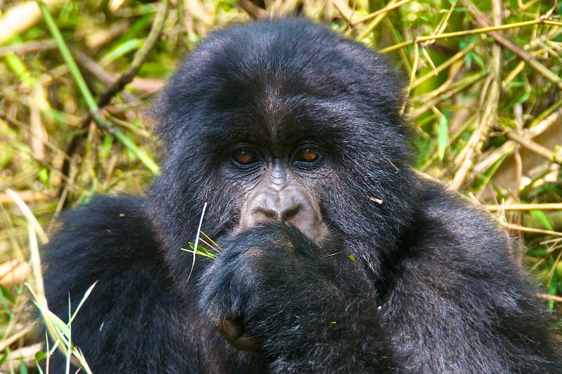 Rwanda Gorilla