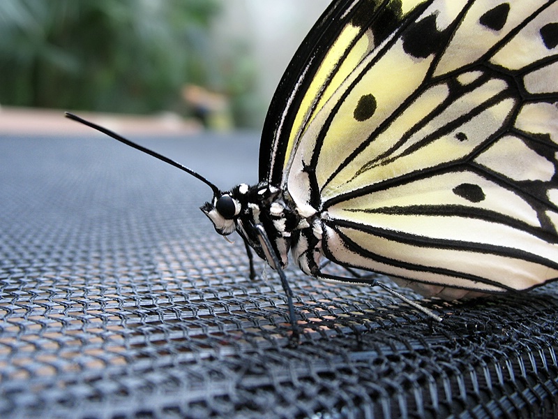 Paper Kite Butterfly