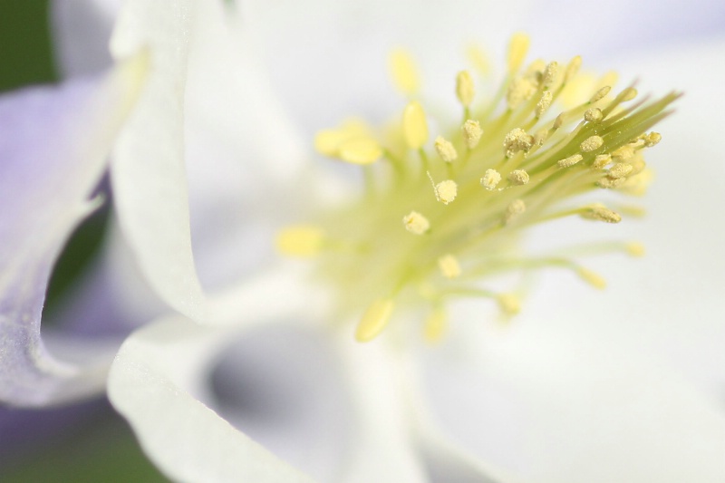 columbine detail