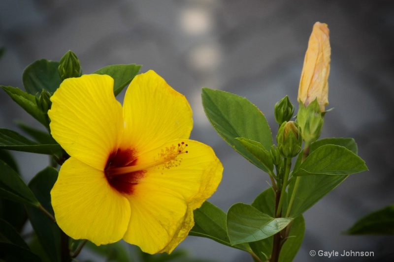 Yellow Hibiscus