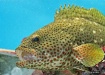 Something Fishy