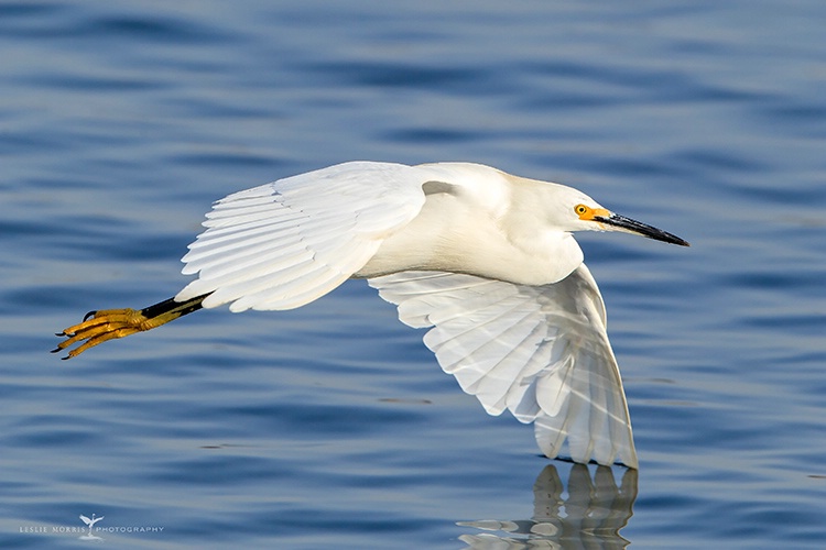 Snowy Egret Flyby - ID: 14160139 © Leslie J. Morris