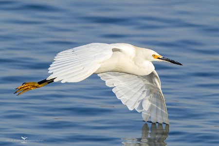 Snowy Egret Flyby
