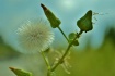 Make a wish ;)